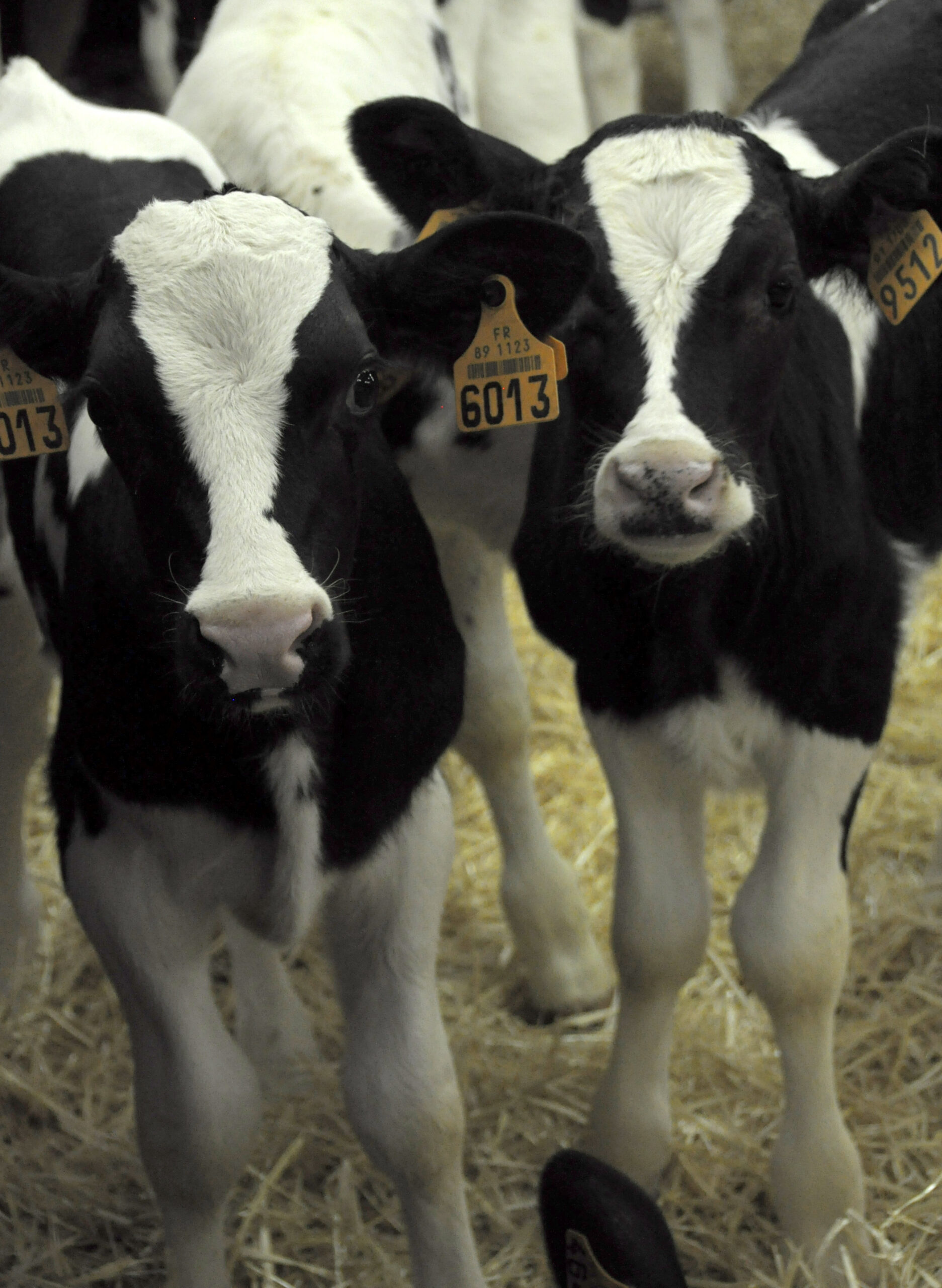 Prim&rsquo;Holstein
