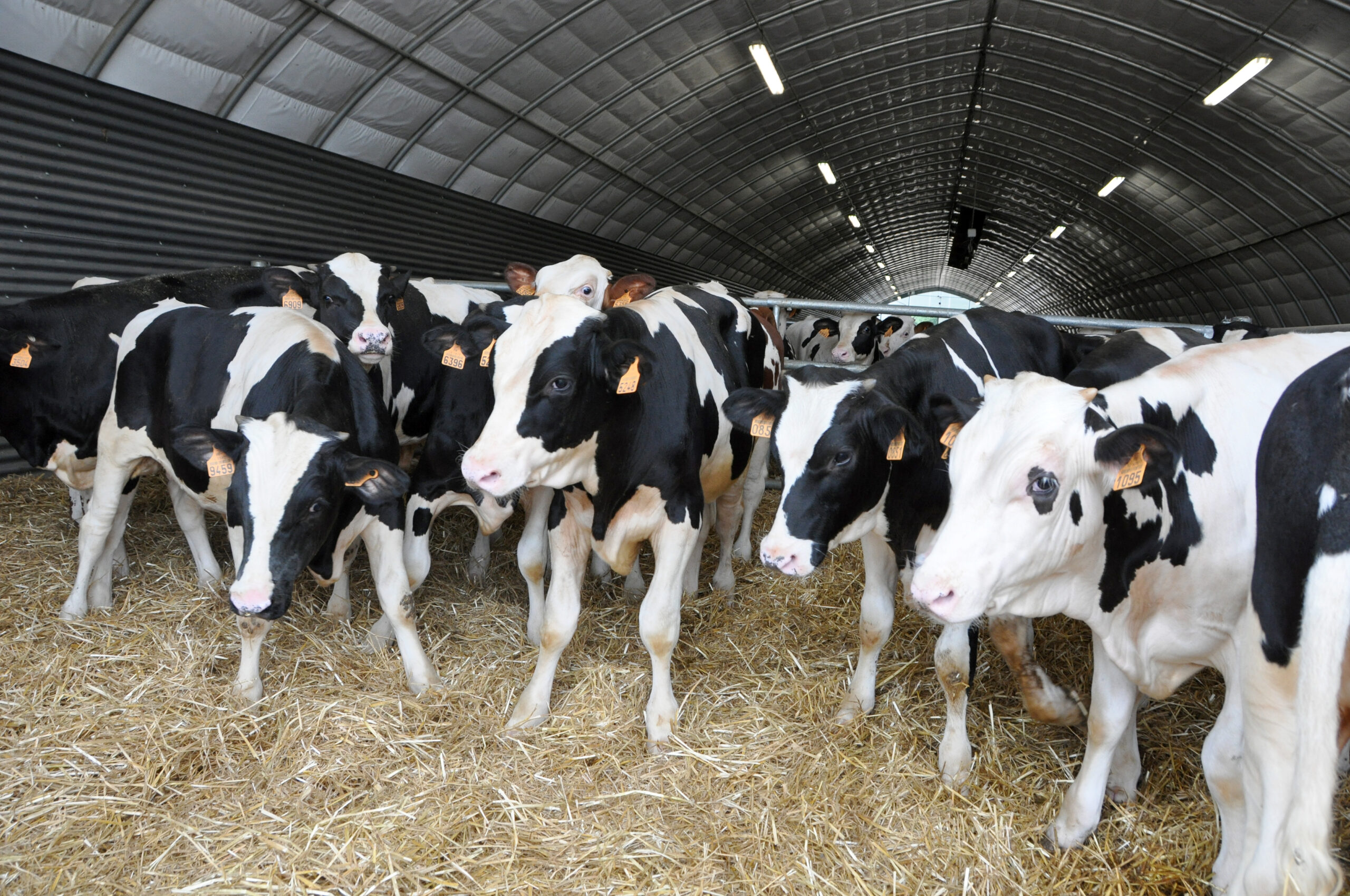 Prim&rsquo;Holstein