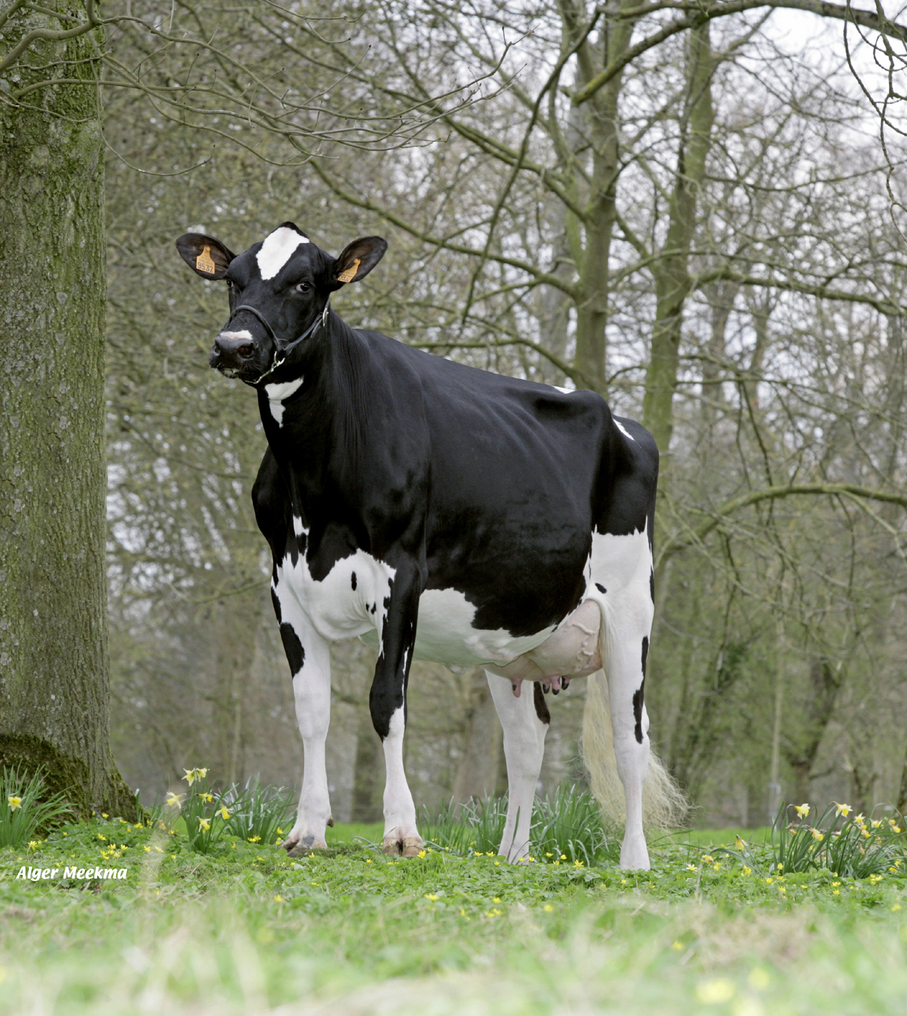 Prim&rsquo;Holstein