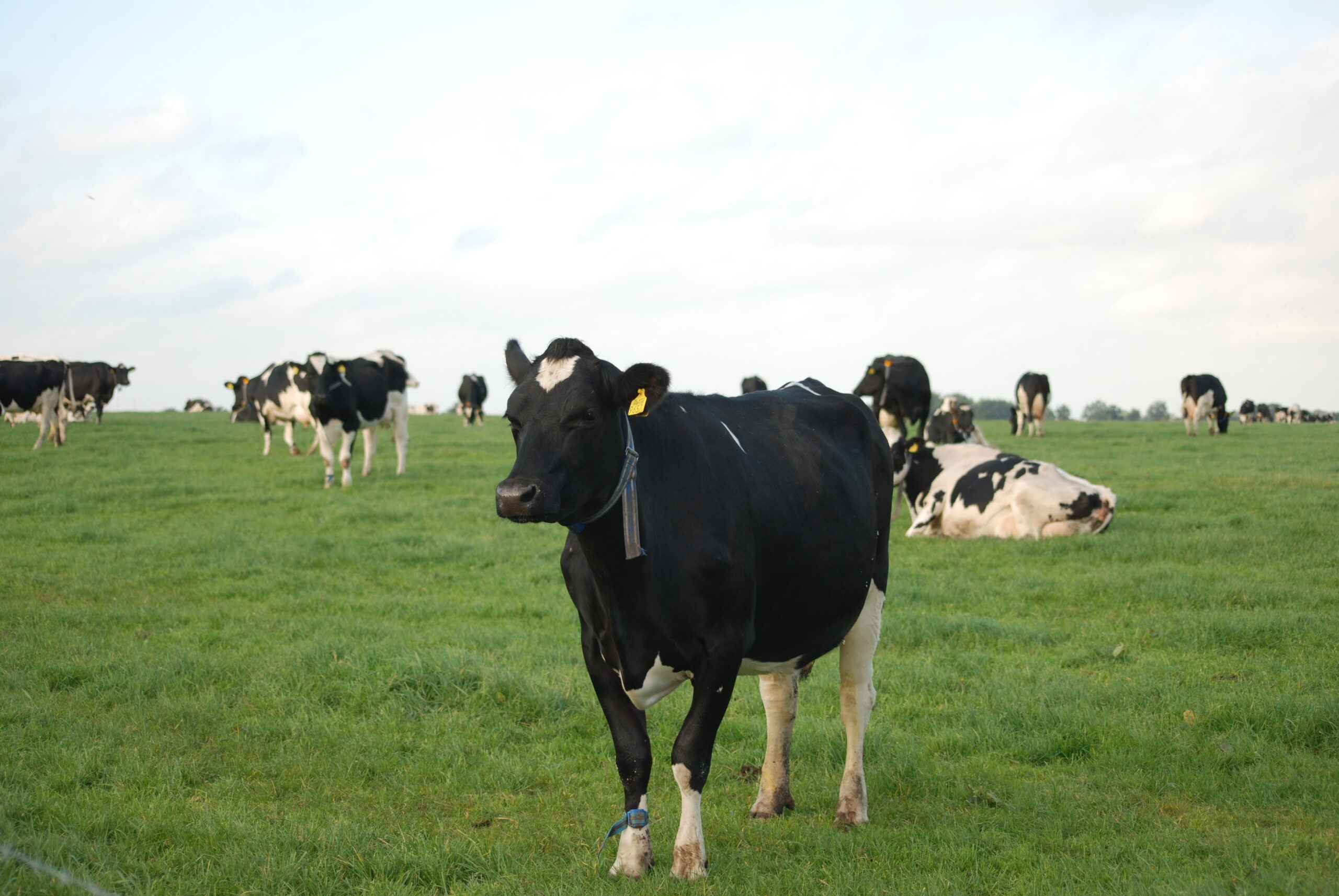 Prim&rsquo;Holstein