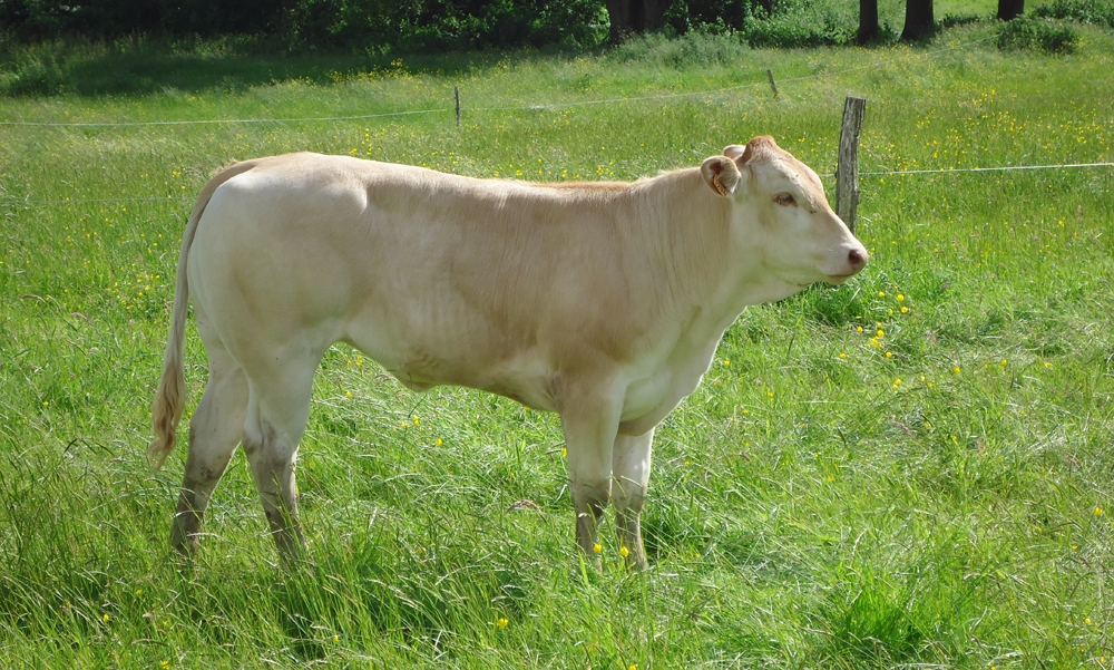 Broutards et laitonnes