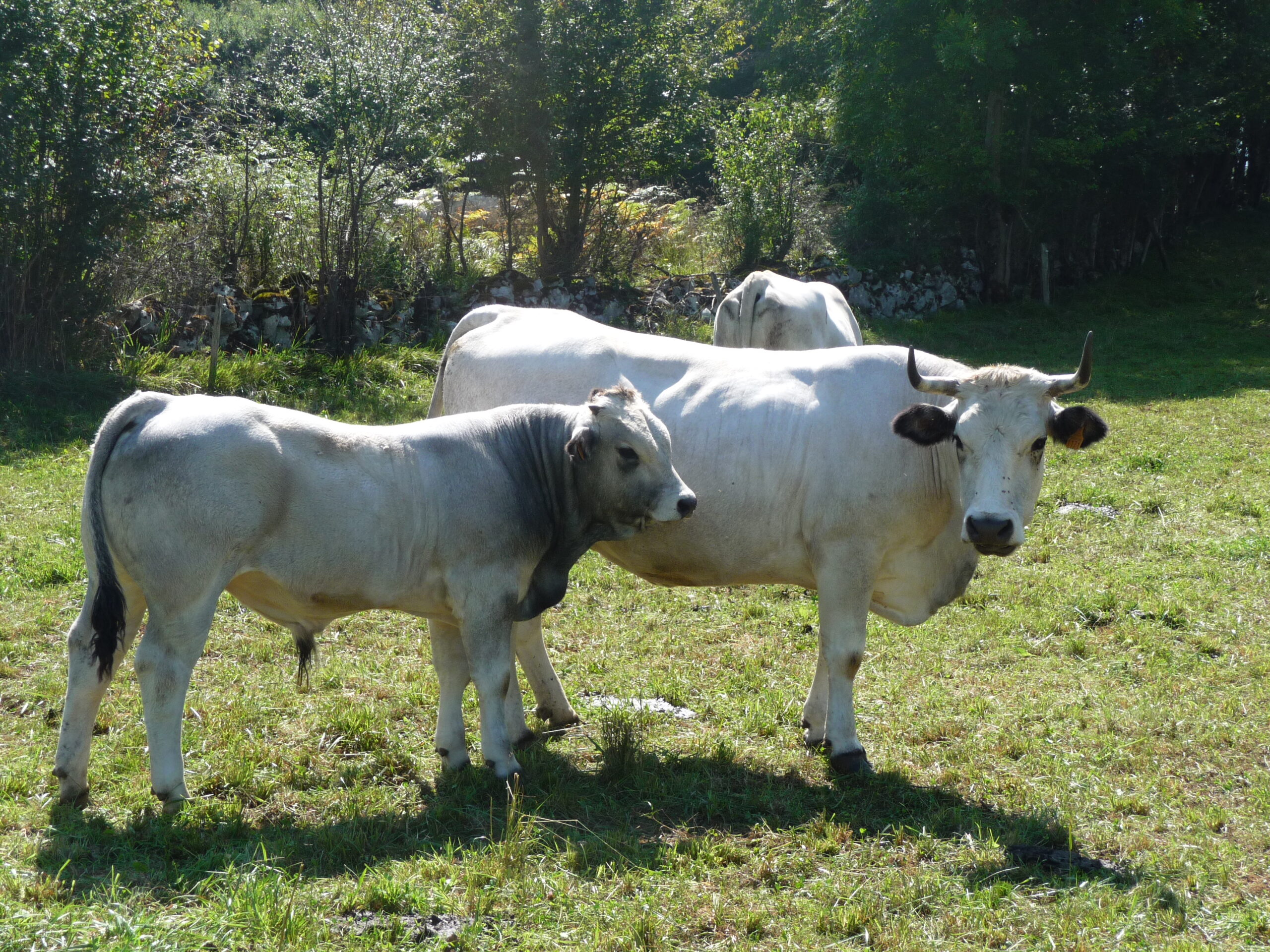 Broutards et laitonnes